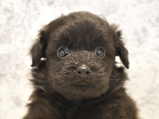 静岡県のハーフ犬・ミックス犬 (ペッツワン伊東店/2024年5月19日生まれ/男の子/ブラック)の子犬